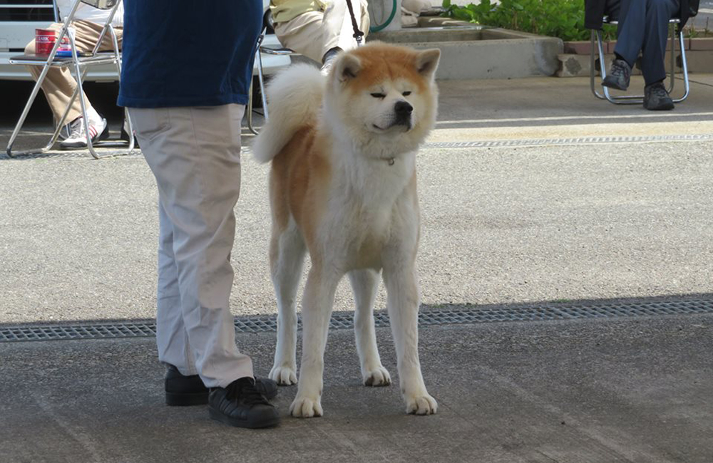 秋田犬保存会香川県支部 秋田犬(あきたいぬ)の展覧会、子犬情報
